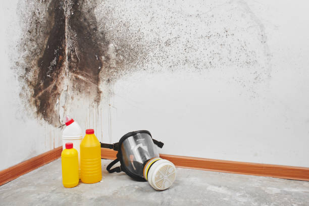 Best Professional Mold Removal  in Fall City, WA