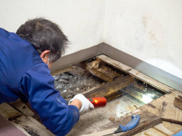 Best Certified Mold Removal  in Fall City, WA