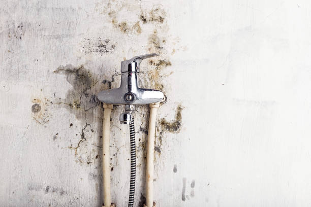 Office Mold Removal Services in Fall City, WA