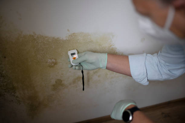 Best Attic Mold Removal  in Fall City, WA
