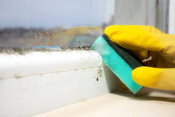 Best Affordable Mold Removal  in Fall City, WA