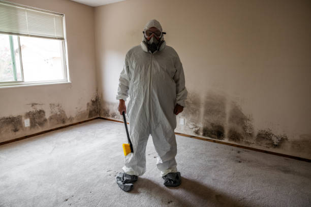 Attic Mold Removal in Fall City, WA