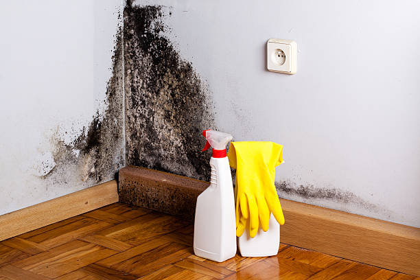 Best Best Mold Removal Companies  in Fall City, WA