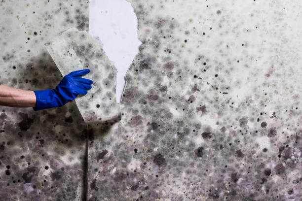 Best Local Mold Removal Service  in Fall City, WA