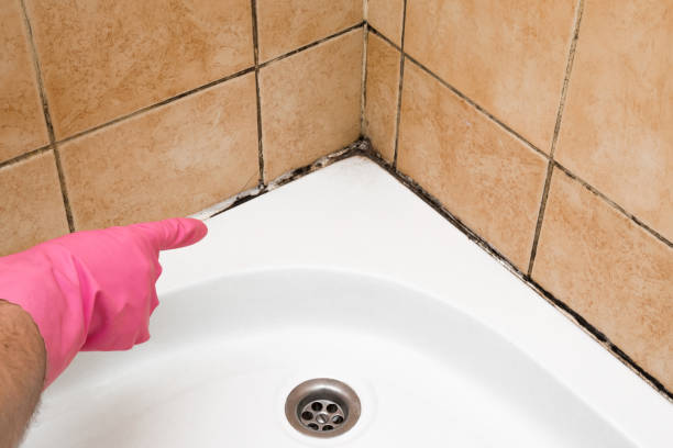 Best Commercial Mold Removal  in Fall City, WA
